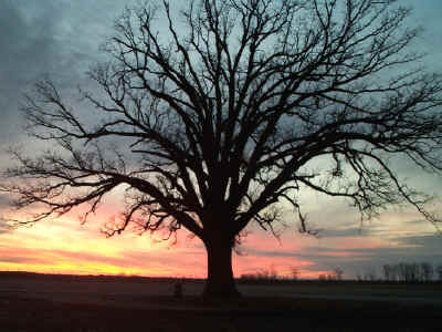 State Champion Burr Oak - Picture Taken By: Ana Lopez