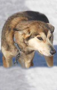 Bonnie the alaska husky