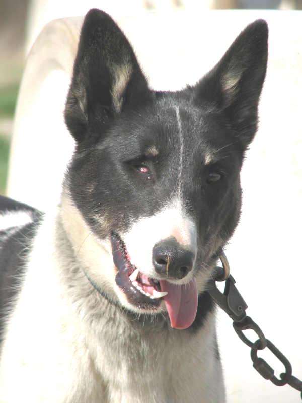 jack the alaska husky