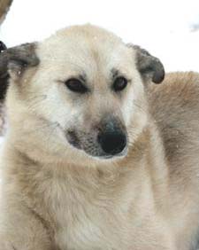 Kenz the alaska husky