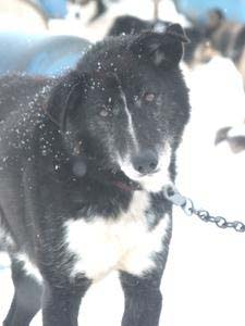 Prudhoe the alaska husky